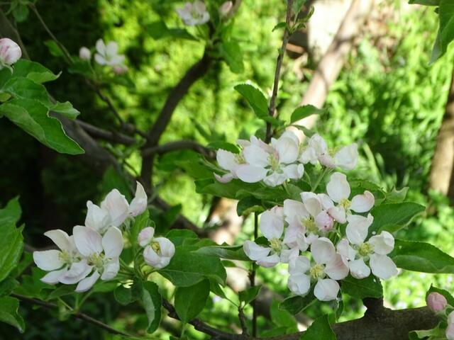 Apfelblüte
