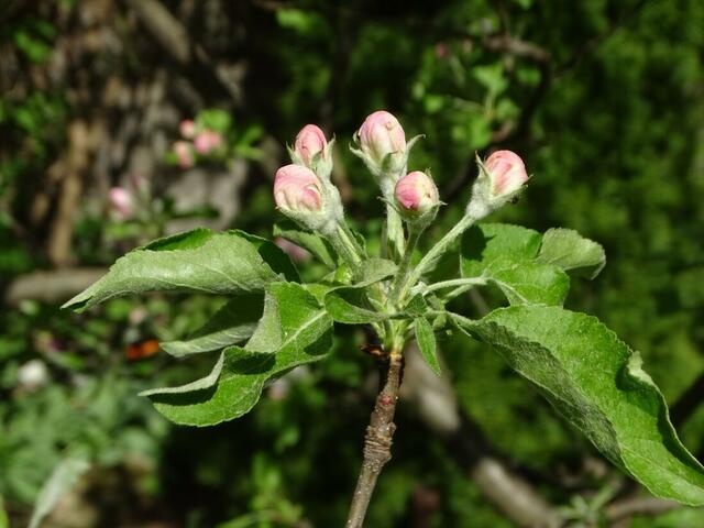 Apfelblüte