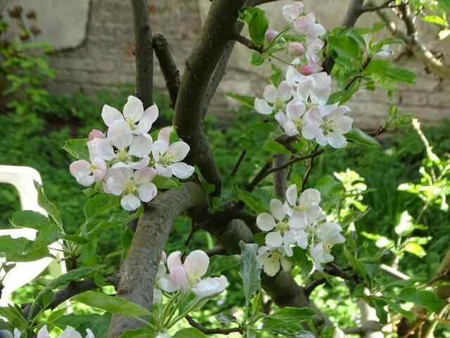 Apfelblüte
