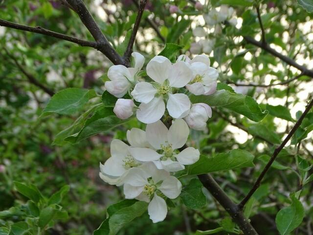 Apfelblüte