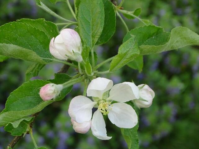 Apfelblüte