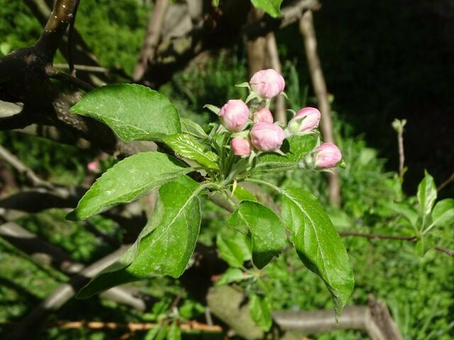 Apfelblüte