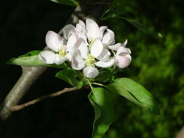 Apfelblüte