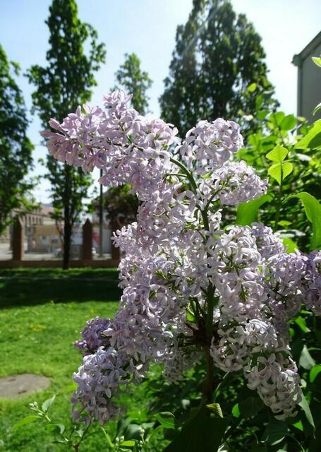 Fliederblüte