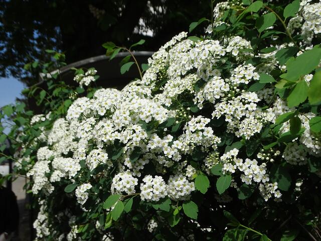 Spireenblüte