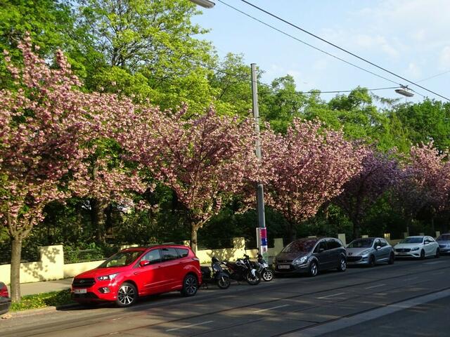 Japanische Zierkirsche