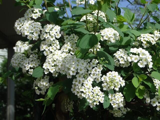 Spireenblüte