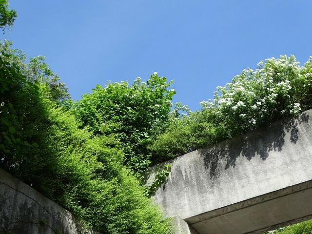 Spireenblüte