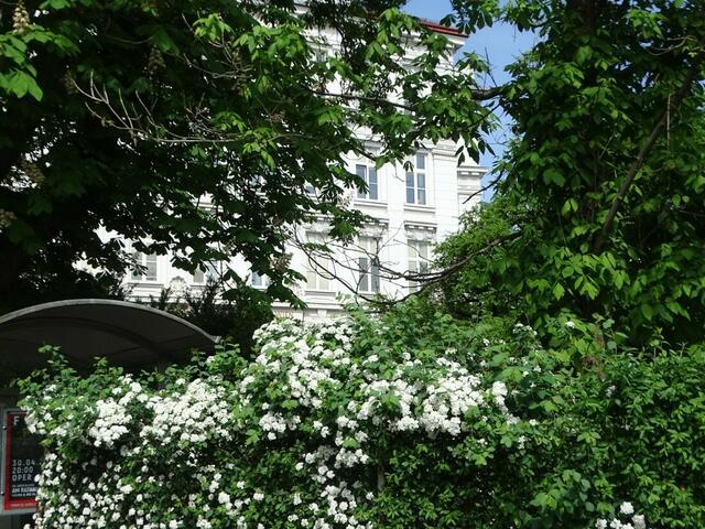 Spireenblüte
