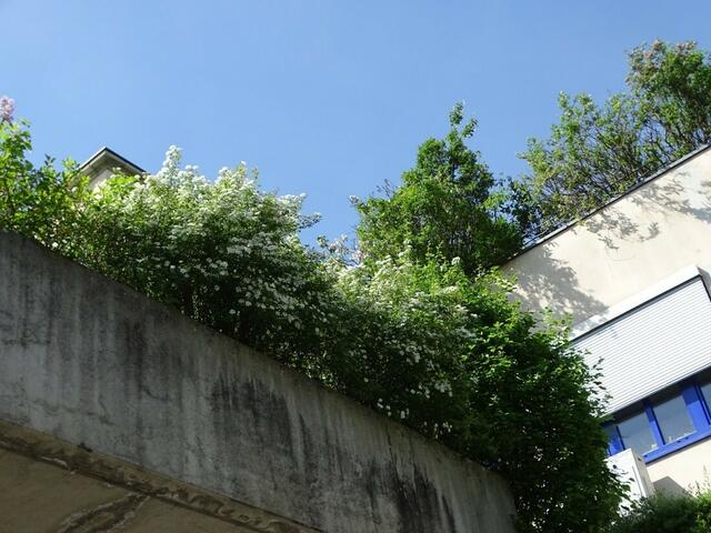 Spireenblüte