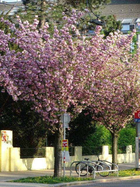 Japanische Zierkirsche