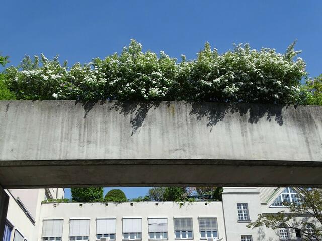 Spireenblüte
