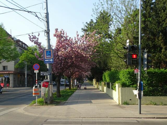 Japanische Zierkirsche