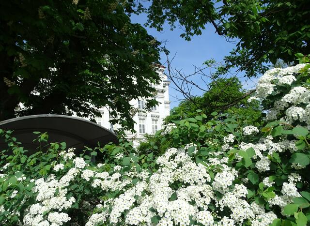 Spireenblüte