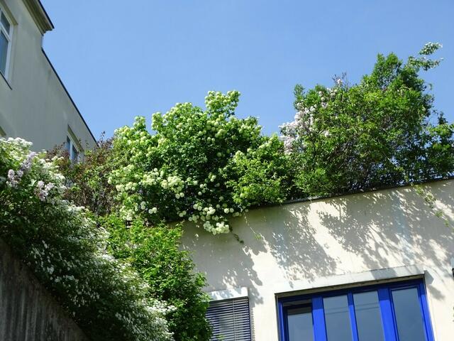 Spireenblüte