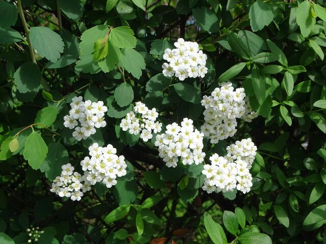 Spireenblüte