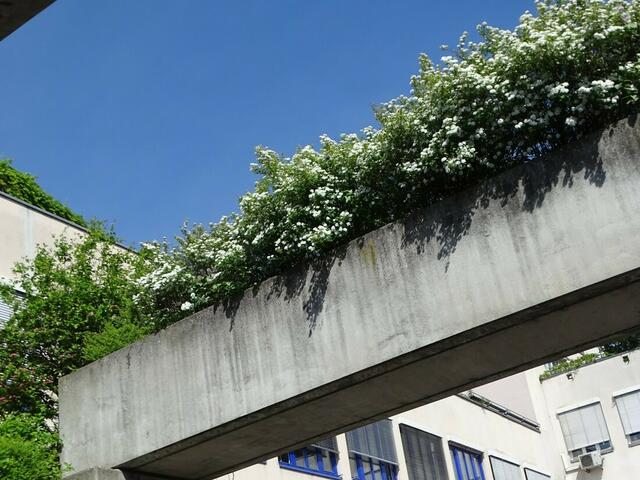 Spireenblüte