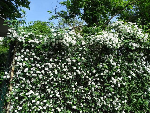 Spireenblüte