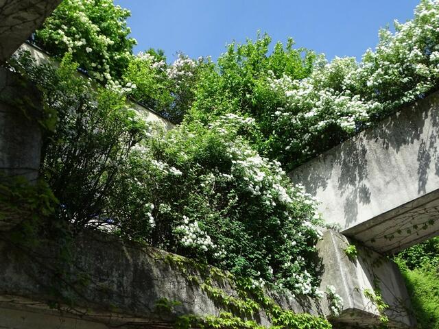 Spireenblüte