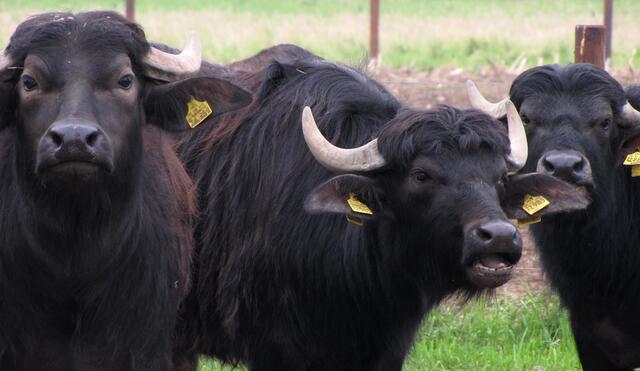 Immer mehr werden sie in Deutschland zum Erhalt von Natur eingesetzt.