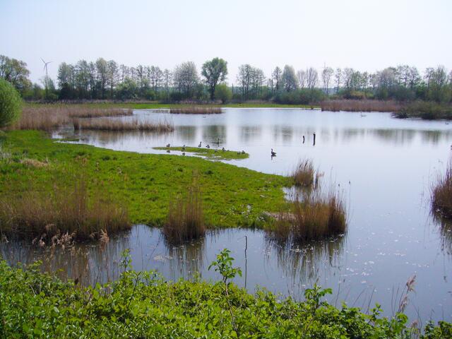 An den Stapelteichen kann man oft hier seltene Vögel beobachten.