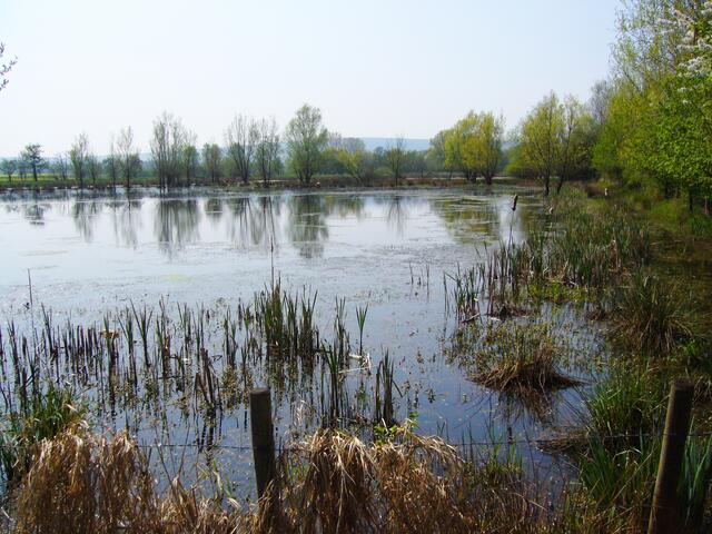 Bei Vörie fließt die Ihme durch eine Auenlandschaft, die durch diverse Teiche und Feuchtwiesen geprägt wird.
