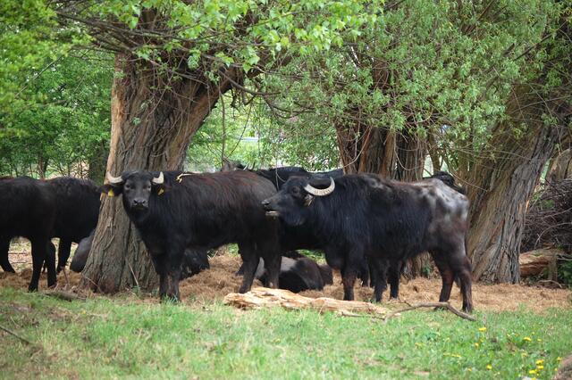 In diesem Gebiet leben auch etwa 30 Wasserbüffel, die zum Erhalt der Auenlandschaft beitragen.