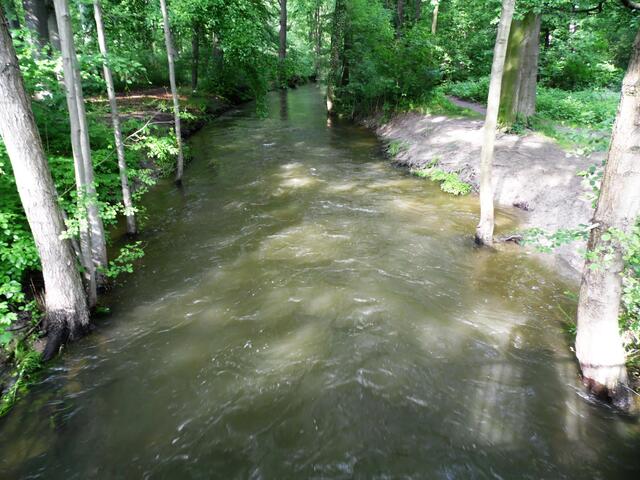 Im Ricklinger Holz hat sie die Landeshauptstadt erreicht. Hier zeigt sie sich bei Hochwasser und ist randvoll.