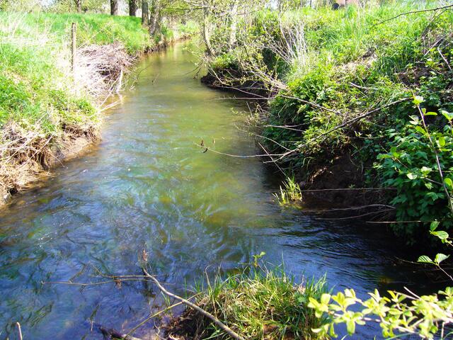 Von links kommt der Wennigser Mühlbach, von rechts der Bredenbecker Bach. Doch auch beide zusammen bilden nur einen großen Bach. Ein Fluss wird sie erst auf ihren letzten Metern.