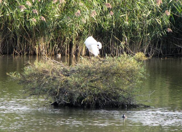 Grau- und Silberreihe, die üblichen einheimischen Wasservögel oder im Frühjahr manchmal auch Bekassinen, Schnepfen, Wasserläufer und andere Vögel, die auf der Durchreise sind.