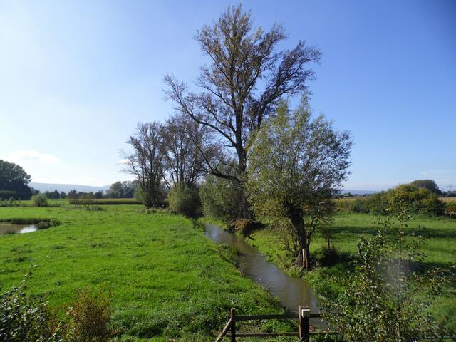 Auch in der Ihme können sie an heißen Sommertagen ein Bad nehmen. Aber auch Teiche stehen ihnen dazu zur Verfügung.