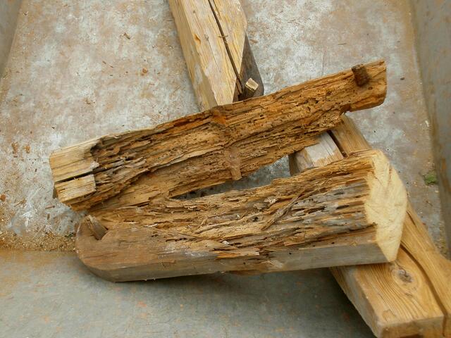 Extrem verwurmte Strebenenden.