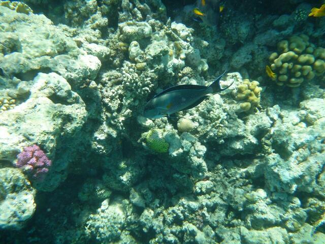 Hurghada: Arabischer Doktorfisch.