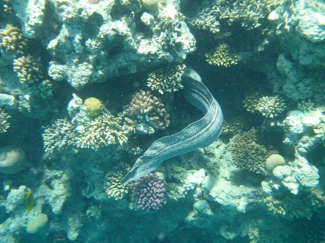 Hurghada: Riesenmuräne such ihr Versteck auf.