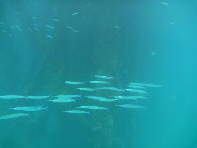 Schnorcheln am Anleger Hotel Siva Grand Beach, Hurghada: ?-Fisch