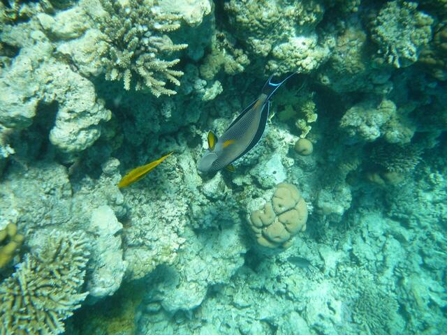 Hurghada:  Arabischer Doktorfisch.