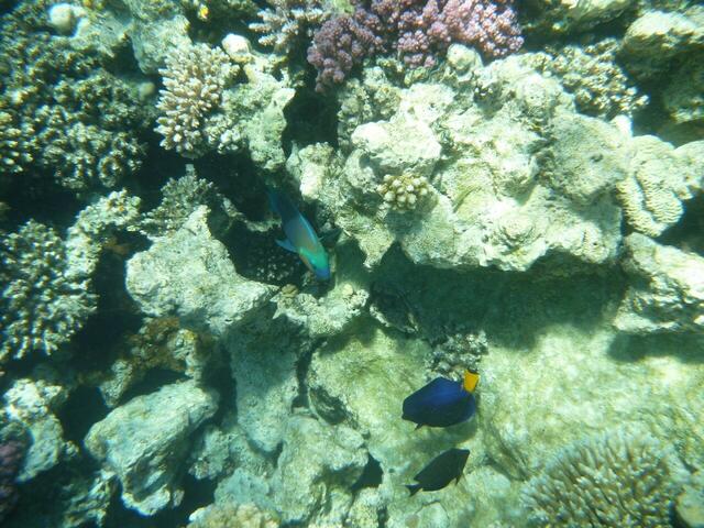 Hurghada: Papageienfisch und Falterfisch.