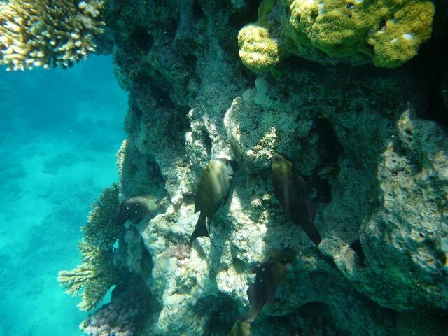 Hurghada: Stülpmaul-Lippfisch.