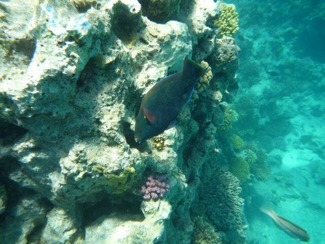 Hurghada: Papageienfisch.