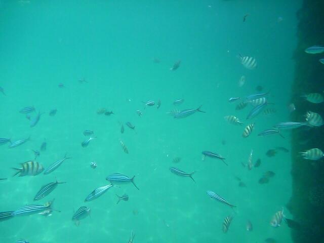 Schnorcheln am Anleger Hotel Siva Grand Beach, Hurghada: Indopazifischer Feldwebelfisch und ?-Fisch