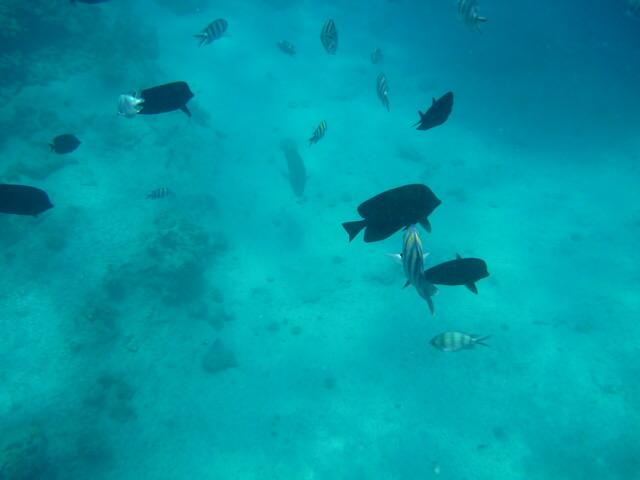 Hurghada: Falterfische (schwarz).
