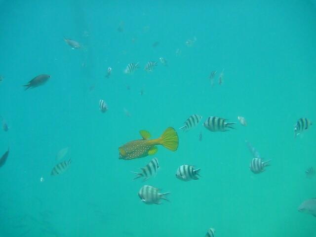 Schnorcheln am Anleger Hotel Siva Grand Beach, Hurghada:  Indopazifischer Feldwebelfisch und Kofferfisch.