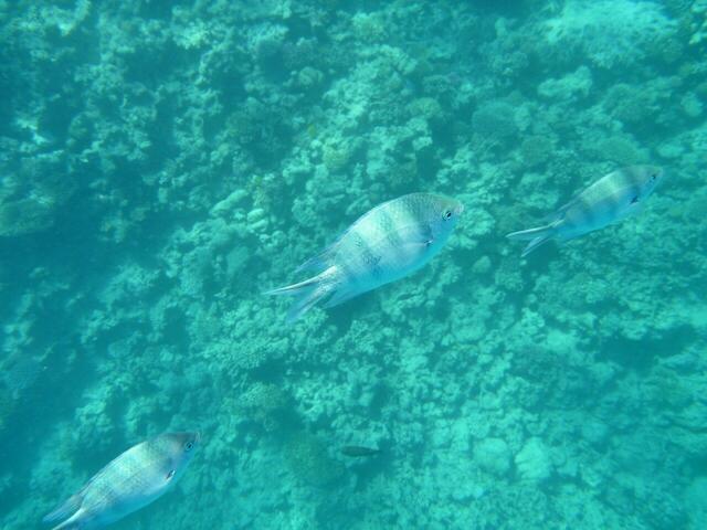Hurghada:  Indopazifischer Feldwebelfisch.