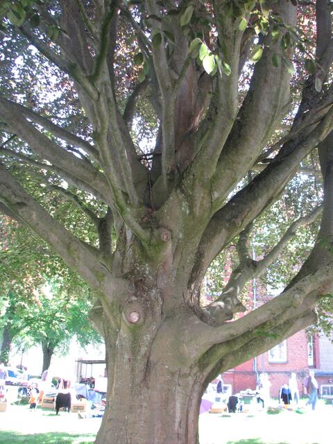 Wie alt mag dieser Baum sein?