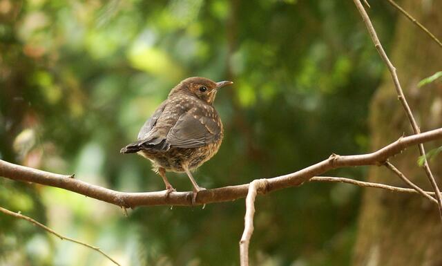 Die Elterntiere halten sich noch immer in der Nähe der Jungamsel auf und füttern sie.