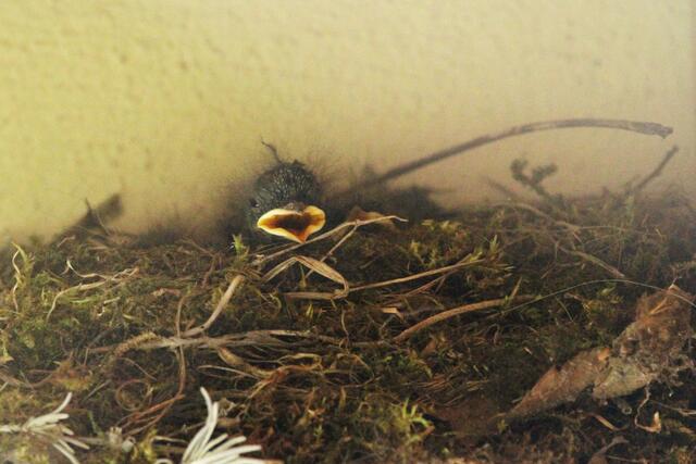 Wer guckt denn da? 15.5.