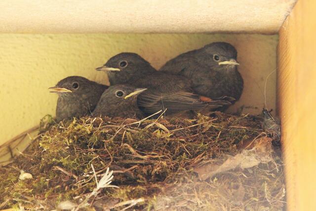 Es wird eng im Nest... 22.5.