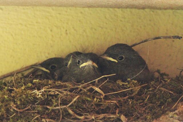 Es sind vier! 22.5.