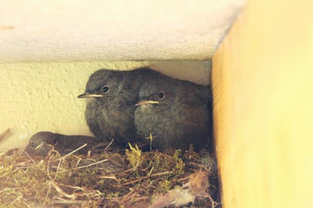 Nur noch zu dritt im Nest, 24.5.
