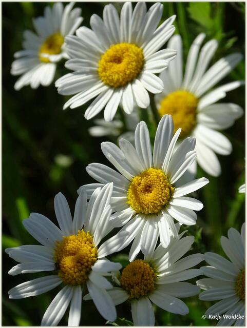 Margeritenblüte im Wietzepark Langenhagen (Foto: Katja Woidtke)